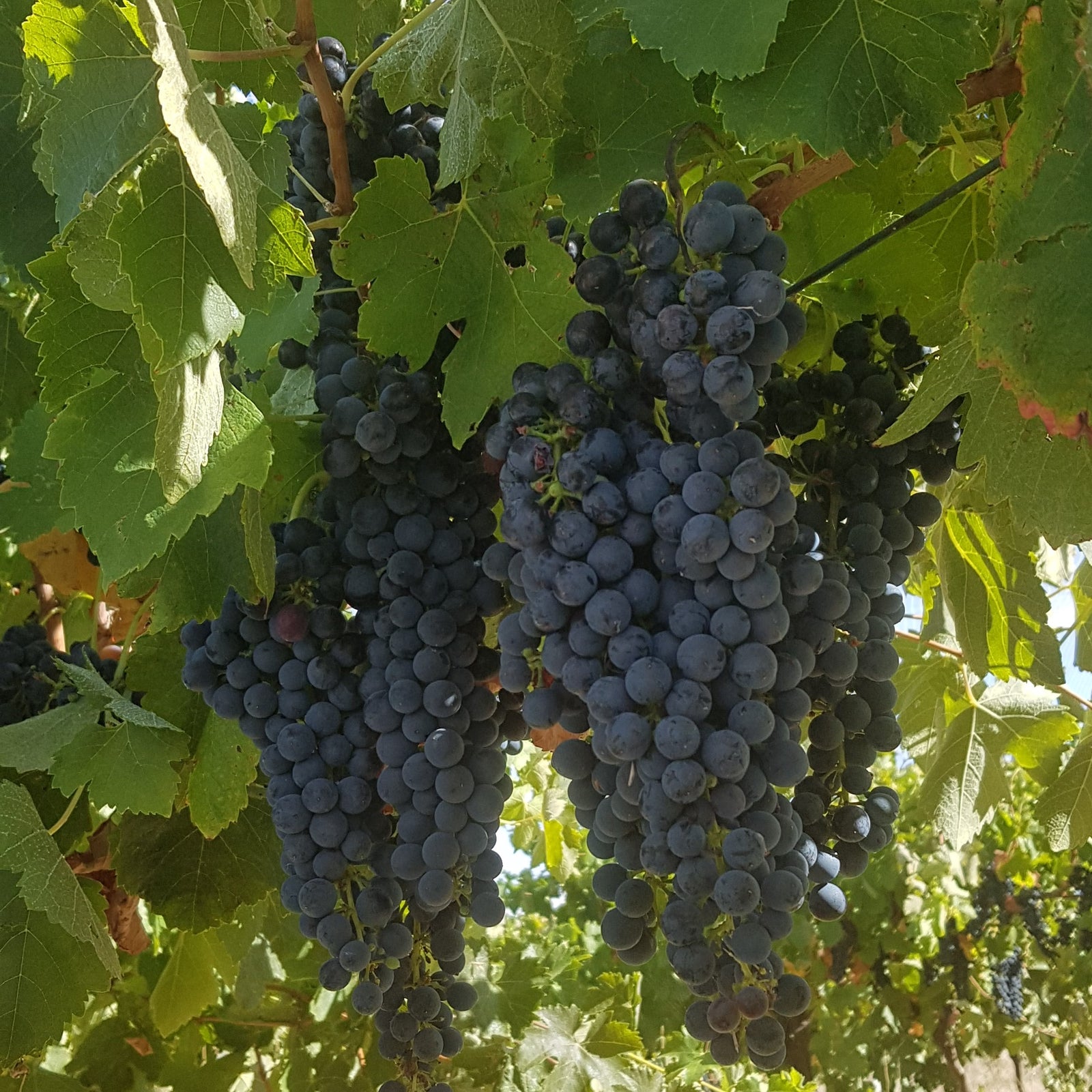 Barossa Gnadenberg Road Shiraz Vineyard. Vintage 2023